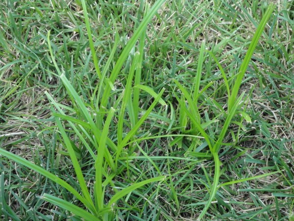 Weed Of The Month -- Yellow Nutsedge