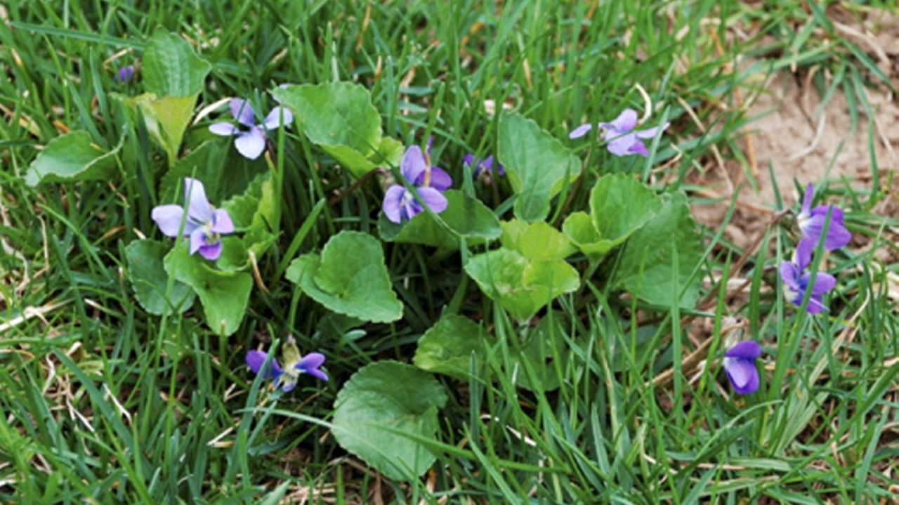 Weed of the Month -- Wild Violet - TDI Blog